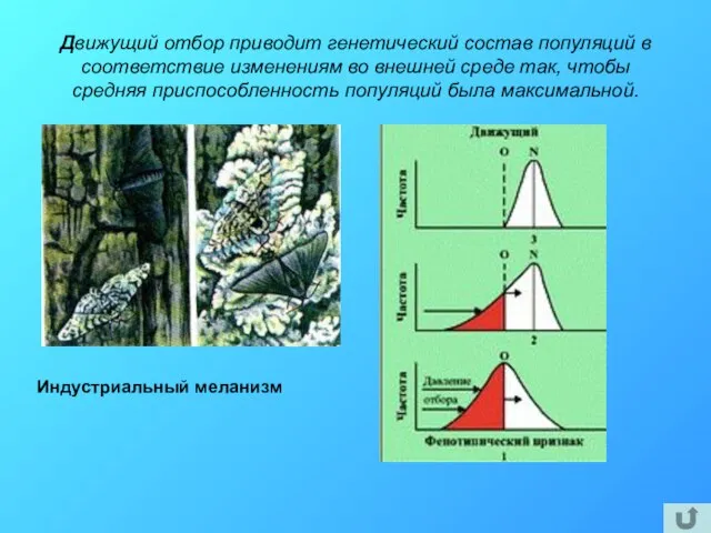 Движущий отбор приводит генетический состав популяций в соответствие изменениям во внешней