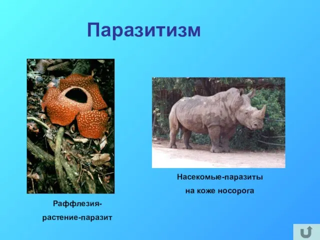 Паразитизм Раффлезия- растение-паразит Насекомые-паразиты на коже носорога
