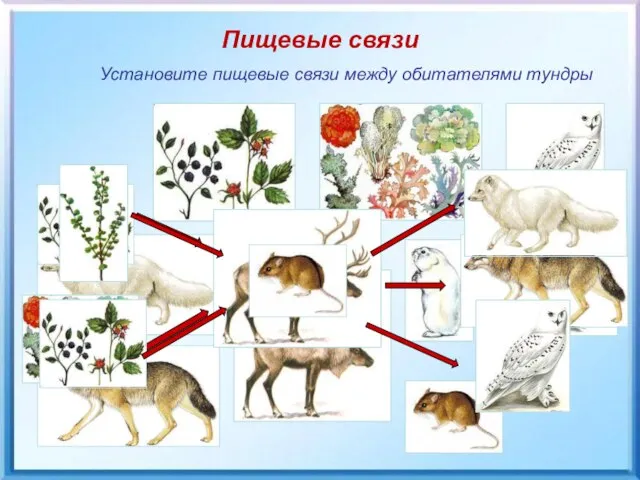 Пищевые связи Установите пищевые связи между обитателями тундры