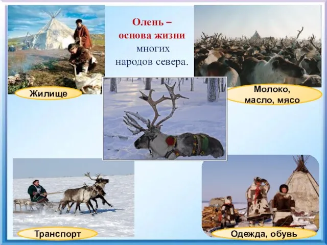 Молоко, масло, мясо Жилище Одежда, обувь Транспорт Олень – основа жизни многих народов севера.