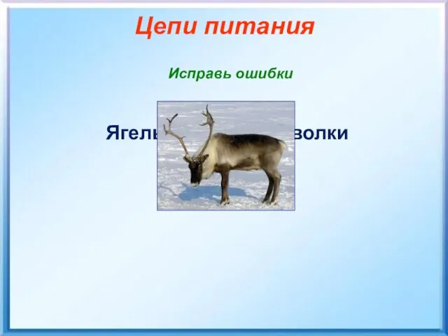 Цепи питания Исправь ошибки Ягель – песец – волки