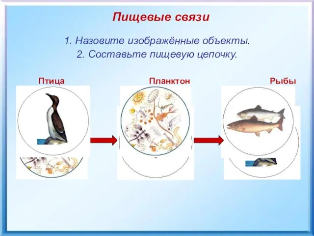 Птица Планктон Рыбы Пищевые связи 1. Назовите изображённые объекты. 2. Составьте пищевую цепочку.