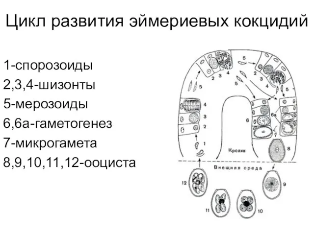 Цикл развития эймериевых кокцидий 1-спорозоиды 2,3,4-шизонты 5-мерозоиды 6,6а-гаметогенез 7-микрогамета 8,9,10,11,12-ооциста