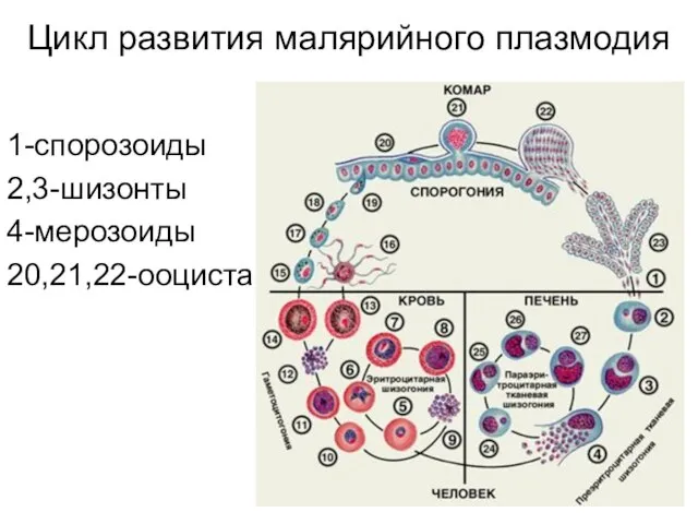 Цикл развития малярийного плазмодия 1-спорозоиды 2,3-шизонты 4-мерозоиды 20,21,22-ооциста