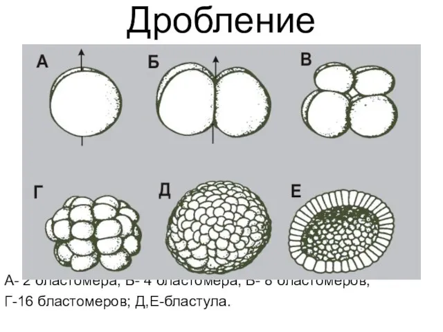 Дробление А- 2 бластомера; Б- 4 бластомера; В- 8 бластомеров; Г-16 бластомеров; Д,Е-бластула.