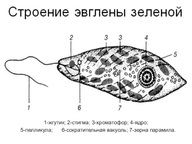 1-жгутик; 2-стигма; 3-хроматофор; 4-ядро; 5-пелликула; 6-сократительная вакуоль; 7-зерна парамила.