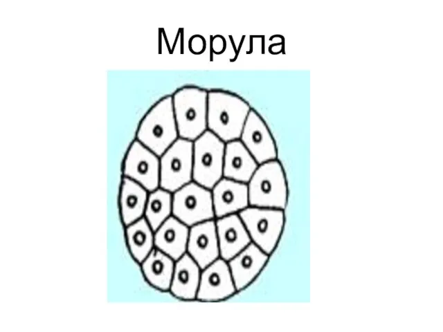 Морула