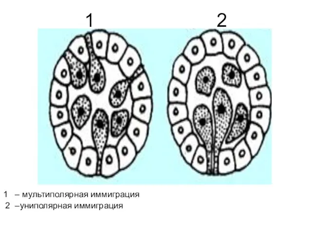 1 2 1 – мультиполярная иммиграция 2 –униполярная иммиграция