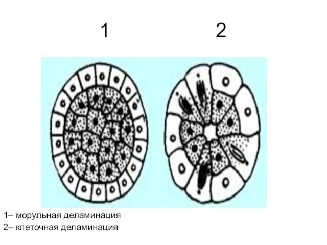 1 2 1– морульная деламинация 2– клеточная деламинация