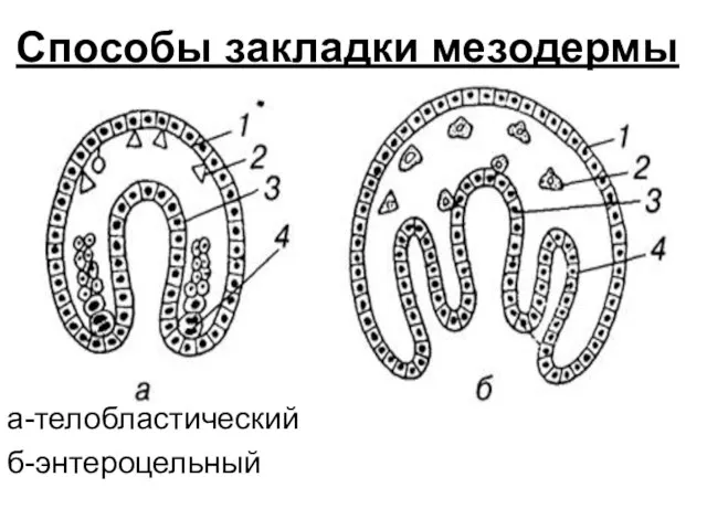 Способы закладки мезодермы а-телобластический б-энтероцельный