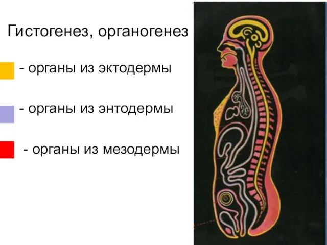 Гистогенез, органогенез - органы из эктодермы - органы из энтодермы - органы из мезодермы