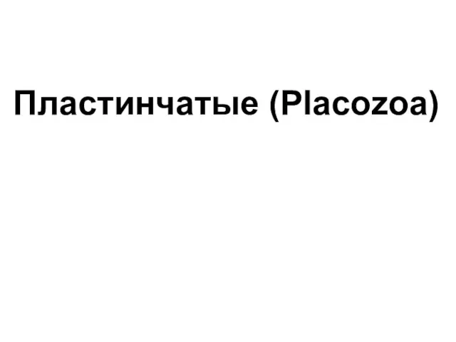 Пластинчатые (Placozoa)