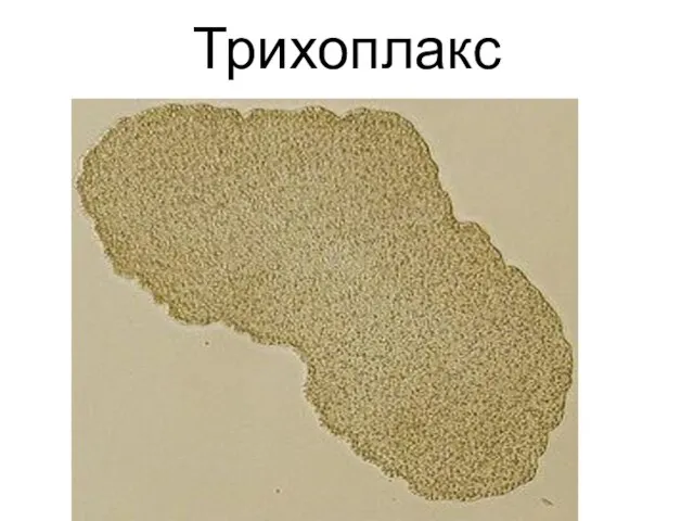 Трихоплакс