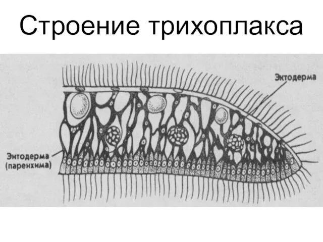 Строение трихоплакса