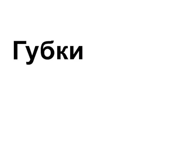 Губки