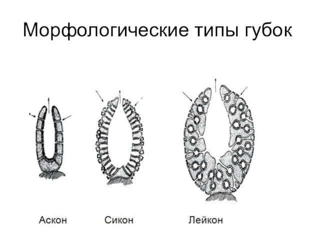 Морфологические типы губок