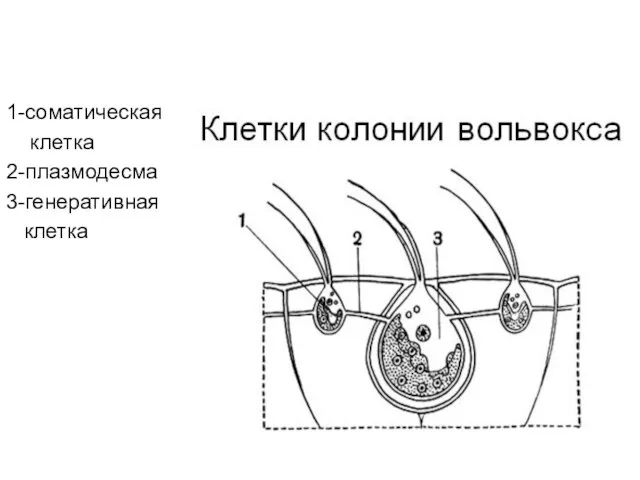 1-соматическая клетка 2-плазмодесма 3-генеративная клетка