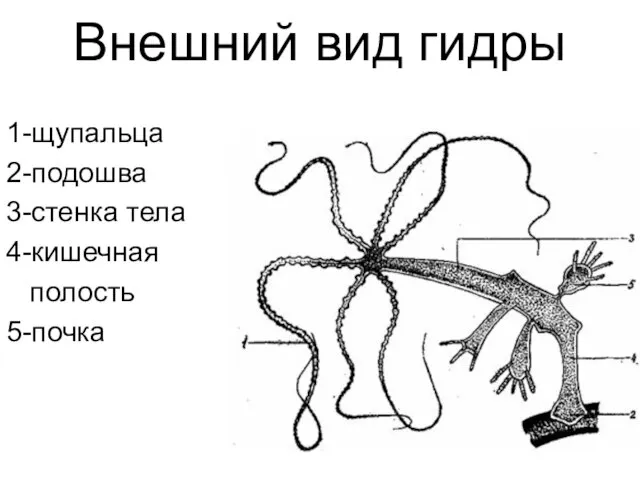 Внешний вид гидры 1-щупальца 2-подошва 3-стенка тела 4-кишечная полость 5-почка