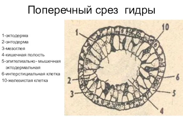 Поперечный срез гидры 1-эктодерма 2-энтодерма 3-мезоглея 4-кишечная полость 5-эпителиально- мышечная эктодермальная 6-интерстициальная клетка 10-железистая клетка