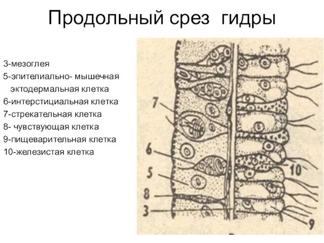 Продольный срез гидры 3-мезоглея 5-эпителиально- мышечная эктодермальная клетка 6-интерстициальная клетка 7-стрекательная