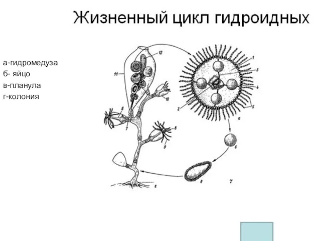 а-гидромедуза б- яйцо в-планула г-колония