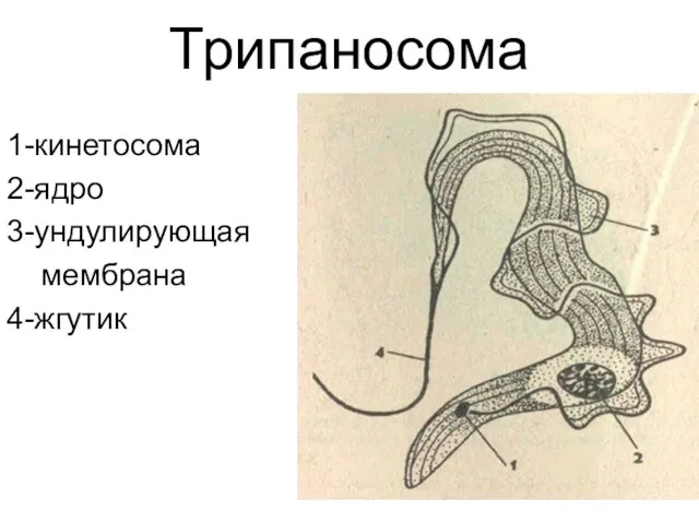 Трипаносома 1-кинетосома 2-ядро 3-ундулирующая мембрана 4-жгутик