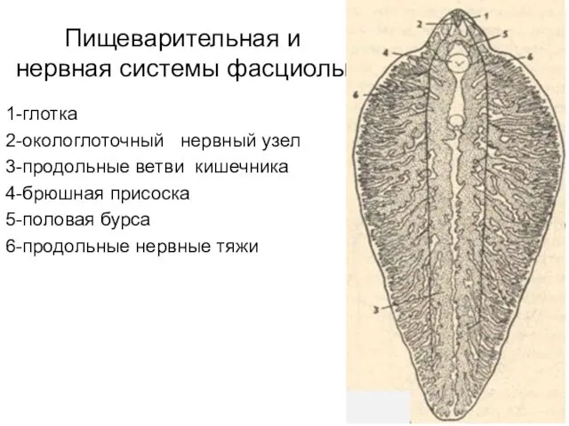 Пищеварительная и нервная системы фасциолы 1-глотка 2-окологлоточный нервный узел 3-продольные ветви