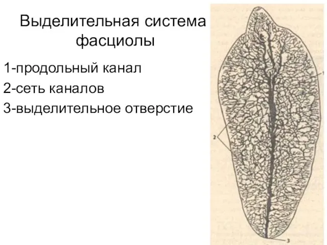 Выделительная система фасциолы 1-продольный канал 2-сеть каналов 3-выделительное отверстие