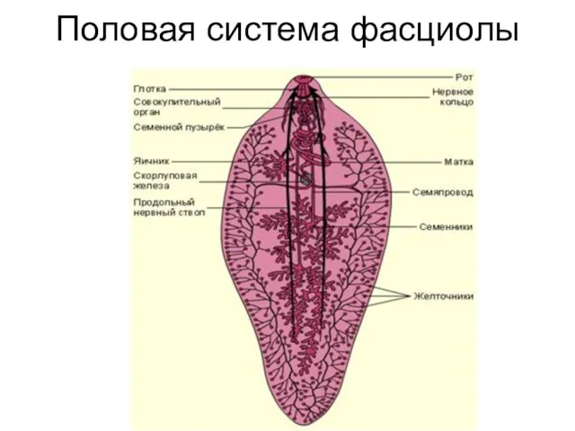 Половая система фасциолы