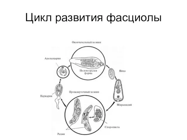 Цикл развития фасциолы