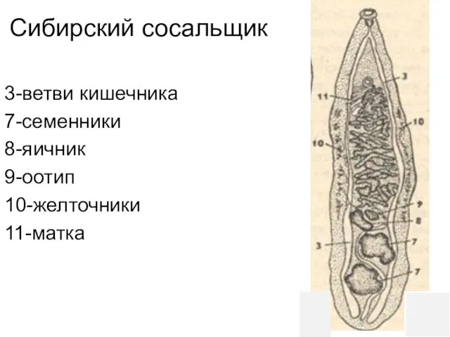 Сибирский сосальщик 3-ветви кишечника 7-семенники 8-яичник 9-оотип 10-желточники 11-матка