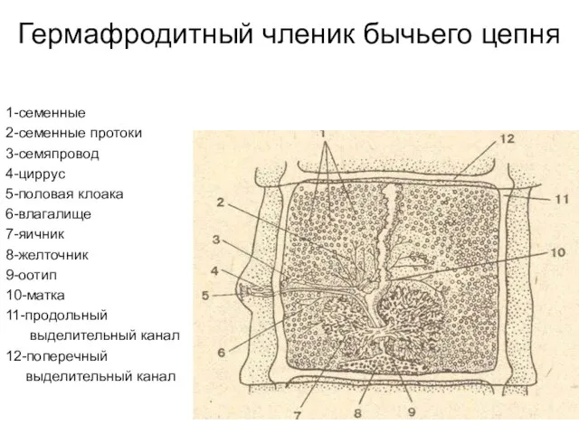 Гермафродитный членик бычьего цепня 1-семенные 2-семенные протоки 3-семяпровод 4-циррус 5-половая клоака