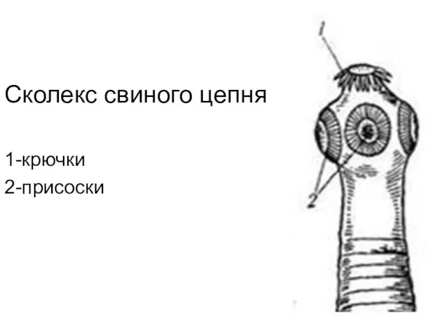 Сколекс свиного цепня 1-крючки 2-присоски