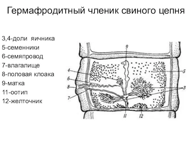 Гермафродитный членик свиного цепня 3,4-доли яичника 5-семенники 6-семяпровод 7-влагалище 8-половая клоака 9-матка 11-оотип 12-желточник