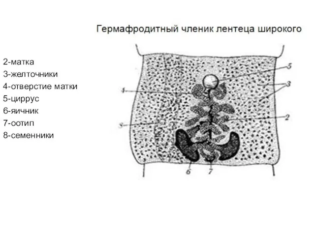 2-матка 3-желточники 4-отверстие матки 5-циррус 6-яичник 7-оотип 8-семенники