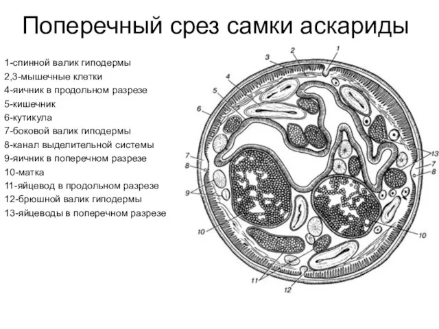 Поперечный срез самки аскариды 1-спинной валик гиподермы 2,3-мышечные клетки 4-яичник в