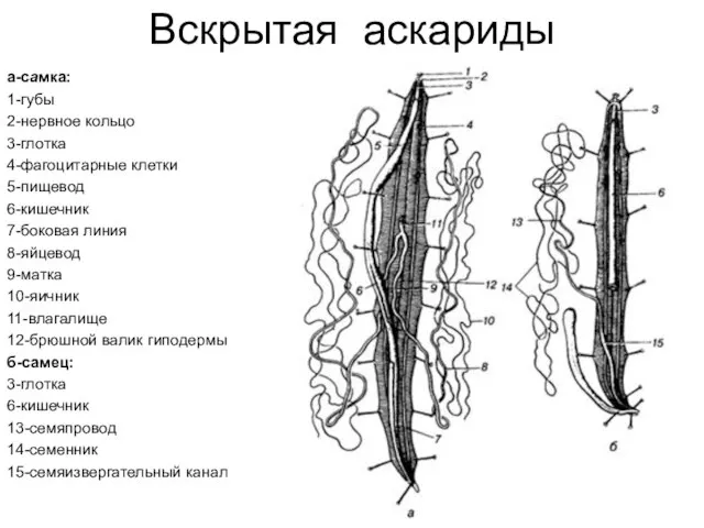 Вскрытая аскариды а-самка: 1-губы 2-нервное кольцо 3-глотка 4-фагоцитарные клетки 5-пищевод 6-кишечник