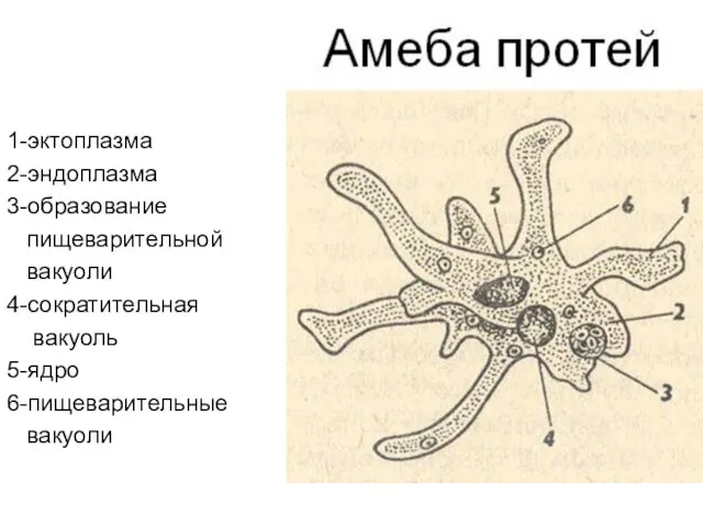 1-эктоплазма 2-эндоплазма 3-образование пищеварительной вакуоли 4-сократительная вакуоль 5-ядро 6-пищеварительные вакуоли