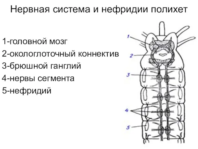 Нервная система и нефридии полихет 1-головной мозг 2-окологлоточный коннектив 3-брюшной ганглий 4-нервы сегмента 5-нефридий