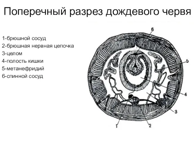 Поперечный разрез дождевого червя 1-брюшной сосуд 2-брюшная нервная цепочка 3-целом 4-полость кишки 5-метанефридий 6-спинной сосуд