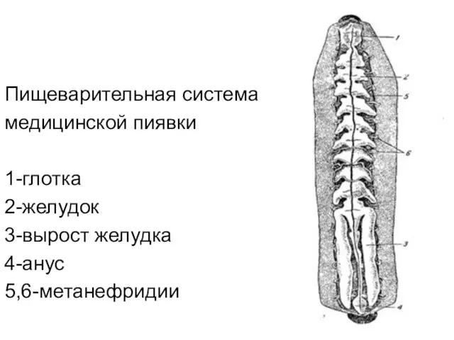 Пищеварительная система медицинской пиявки 1-глотка 2-желудок 3-вырост желудка 4-анус 5,6-метанефридии