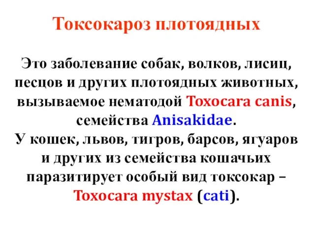 Токсокароз плотоядных Это заболевание собак, волков, лисиц, песцов и других плотоядных