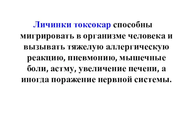 Личинки токсокар способны мигрировать в организме человека и вызывать тяжелую аллергическую