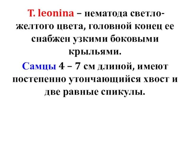 T. leonina – нематода светло-желтого цвета, головной конец ее снабжен узкими