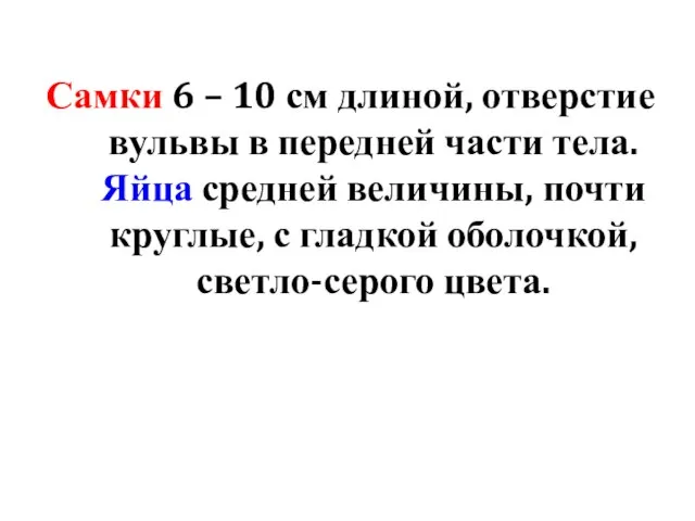 Самки 6 – 10 см длиной, отверстие вульвы в передней части