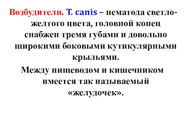 Возбудители. T. canis – нематода светло-желтого цвета, головной конец снабжен тремя