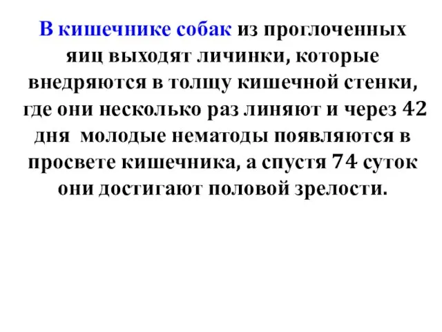 В кишечнике собак из проглоченных яиц выходят личинки, которые внедряются в