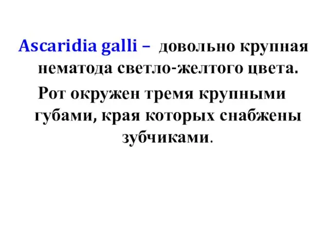 Ascaridia galli – довольно крупная нематода светло-желтого цвета. Рот окружен тремя