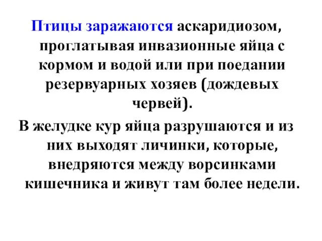 Птицы заражаются аскаридиозом, проглатывая инвазионные яйца с кормом и водой или