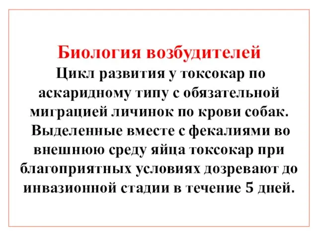 Биология возбудителей Цикл развития у токсокар по аскаридному типу с обязательной